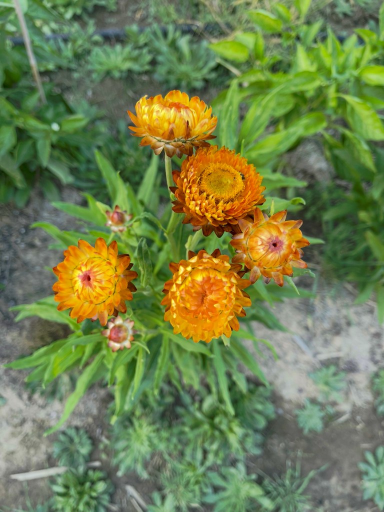 Close-up of vibrant orange flowers in a garden surrounded by green foliage.