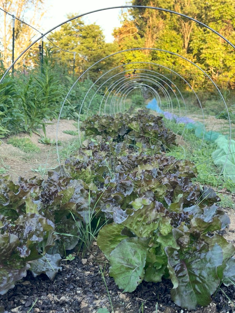 A row of lush, green lettuce growing in a market garden, framed by arching plant supports and surrounded by vibrant greenery in the background.