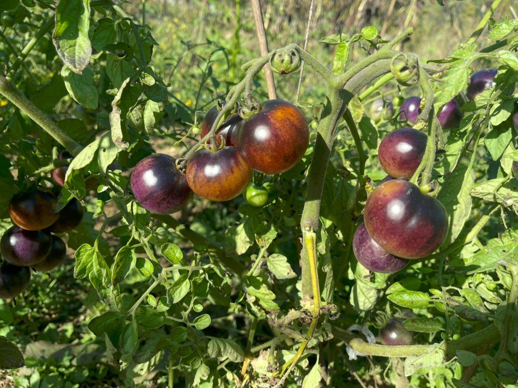 Close-up of purple and black tomatoes growing on a vine, surrounded by green leaves, in a sunny garden setting.
