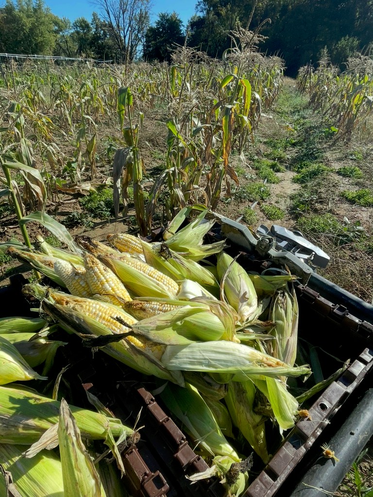 A close-up of freshly harvested corn ears resting in a crate, surrounded by corn plants in a field on a sunny day.