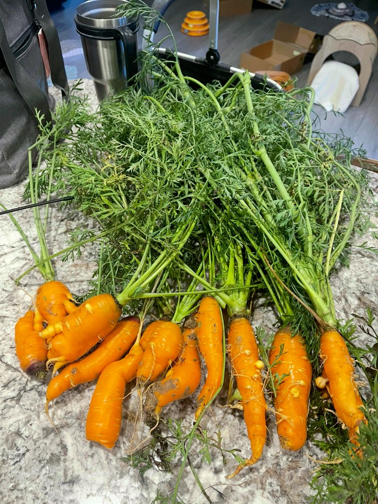 A bunch of freshly harvested orange carrots with green tops resting on a countertop.