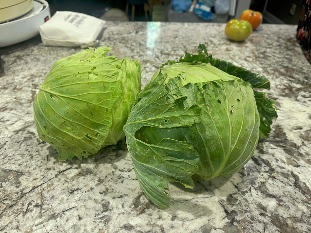 Two fresh green cabbages with visible water droplets, resting on a textured countertop. In the background, slightly blurred fruits can be seen, contributing to the scene's agricultural theme.