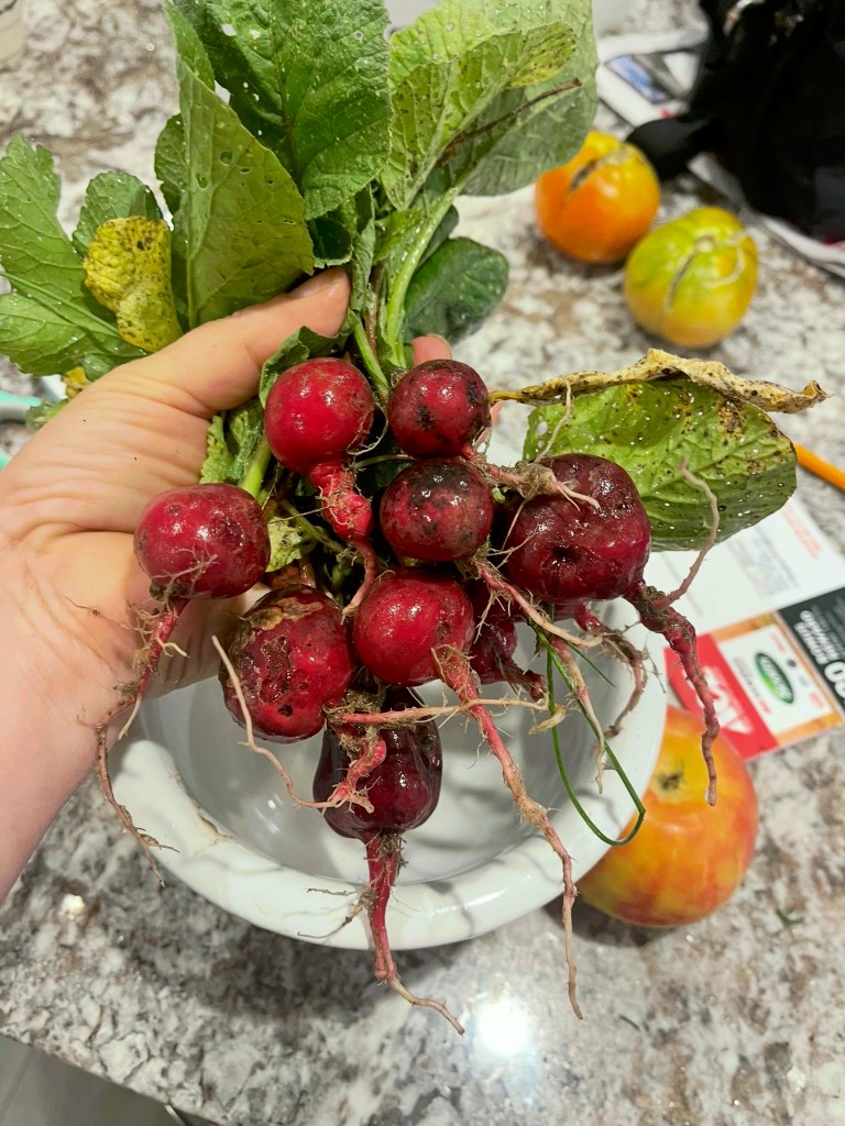 A hand holding freshly harvested radishes with green leaves, placed near a bowl and other fruits on a kitchen countertop.